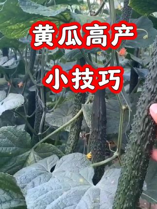 黄瓜高产小技巧#三农#农业#农业种植#蔬菜种植#黄瓜种植