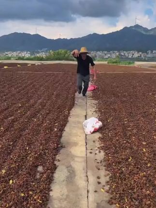 广西八角大料无硫磺干货五香调料大料#广西八角大料