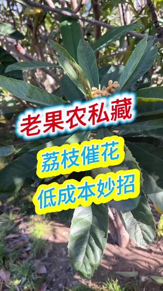 荔枝之荔枝催花 荔枝种植 #三农 #农业种植 #荔枝 #荔枝熟了