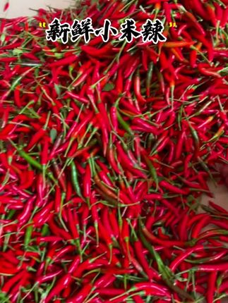 #辣椒#小米辣 #辣椒🌶 #新鲜特辣辣椒 #无辣不欢