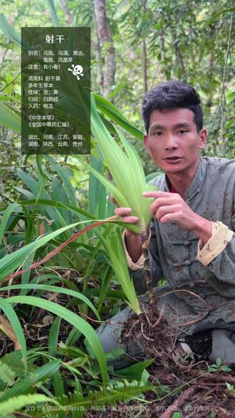 乌扇不是扇,开肺化痰一剂散! #射干 #乌扇 #扁竹 #凤凰草