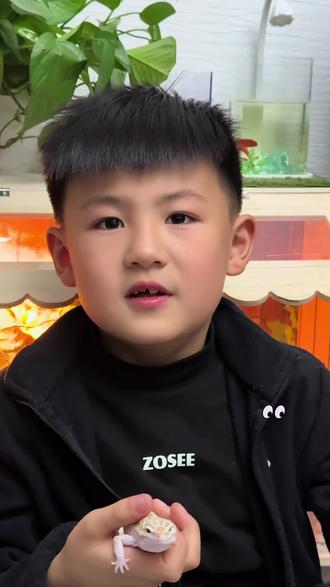 如果孩子非要养一只宠物,那就养一只豹纹守宫吧😀
第一它不用天天遛,第二,不会掉毛,第三寿命也很长,第四它也很认主人,第五,它呆萌呆萌的,喂面包虫、喂水就可以!
最主要的是它也可以陪孩子玩,守宫没有猫狗那样的“情感认主”,是熟悉了主人的气味、声音后,建立的信任与习惯,但这种“你靠近我就安心”的专属连接,应该就是养爬宠的快乐!
孩子养了一年多啦,那个刚开始很怕他的小家伙,已经悄悄把他当成了它的全世界~
#爬宠 #守宫 #豹纹守宫 #孩子的小宠物 #爱宠萌宠