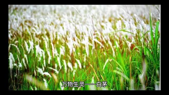 万物生灵——白茅
#原创 #识百草 #一花一草一世界 #植物 #大自然的馈赠