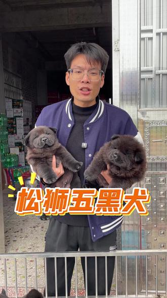 你们养过松狮五黑犬吗?#五黑犬 #松狮