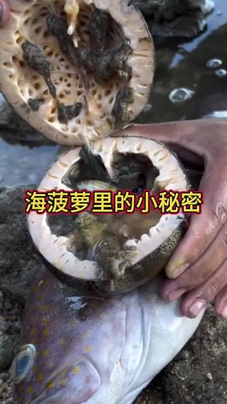 海菠萝里的小秘密 渔民给海菠萝内部来了个深度检查,意外发现个小东西#三农#好物推荐🔥 #八爪鱼 #海鲜美食 #捕鱼达人