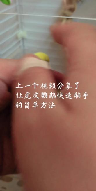 根据上一个视频网友反馈补充了几个互动的细节。有些小鸟初次进行这个动作不适应,需要耐心些,反复多次互动。
有些小鸟跟主人默契度比较好,只要稍微调整一下就可以啦!#虎皮鹦鹉 #手养鹦鹉 #鹦鹉躺手 #鹦鹉饲养者 #养鸟经验分享