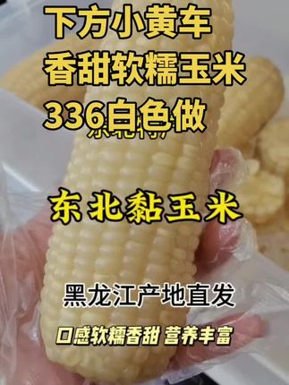 来自我家乡的东北黏玉米,好吃到你无法想象,早餐晚餐控制体重都可以吃#糯玉米 #软糯香甜 #东北粘玉米