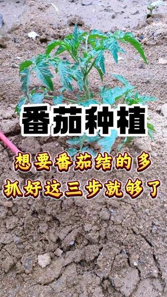 想要番茄结的多抓好这三步就够了#种番茄 #种番茄技巧 #种植小技巧 #农村种植