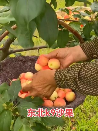 #沙果#东北k9沙果