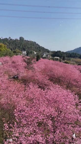 凌云山七彩樱花谷2月22日正月初六正式开园。景区为4A级景区、国家级森林公园,拥有300多亩七彩樱花谷、5万余株樱花,春日景致宜人。春节特惠预售单人票9.9元,凭门票可免费停车,停车场车位充足。园内步道完善、景观丰富,适合家人踏青、朋友出游,春日赏樱打卡十分合适。#凌云山七彩樱花谷 #南充春节踏青赏花#南充春节去哪儿玩#南充春节周边游