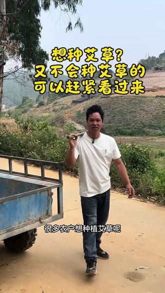 零基础种艾草,简单好活,新手也能成功 #农村生活 #农村原创视频 房前屋后种点艾草,不占地方还好打理。今天把种植方法分享给大家,简单几步,艾草长得又高又密,天然健康,用处多多,喜欢的赶紧试试。