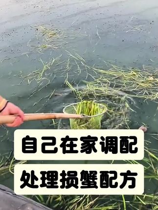 红糖水真的可以快速搞定损蟹#螃蟹#河蟹#大闸蟹