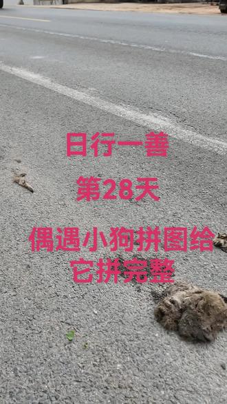 #日行一善 #救助流浪狗 #救助动物 #十亿流量扶持计划 马路边看见个小狗,被碾压成拼图了。把它拼完整,助它灵魂重塑。