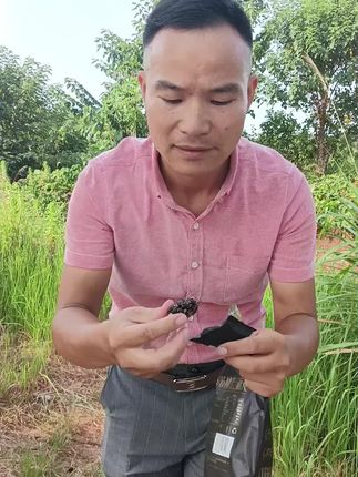 #好吃的红枣黑芝麻丸