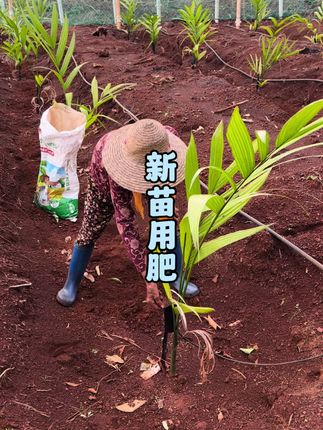 生根绿叶防根腐#根村长肥料