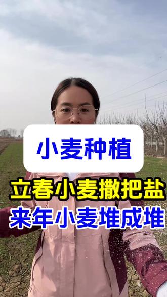 立春小麦撒把盐,来年小麦堆成堆#小麦 #小麦高产管理 #小麦技术管理 #小麦高产管理