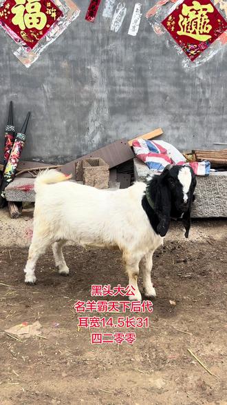 黑头大公 名羊霸天下后代 耳宽14.5长31,4200不含运费!#波尔山羊黑头种公