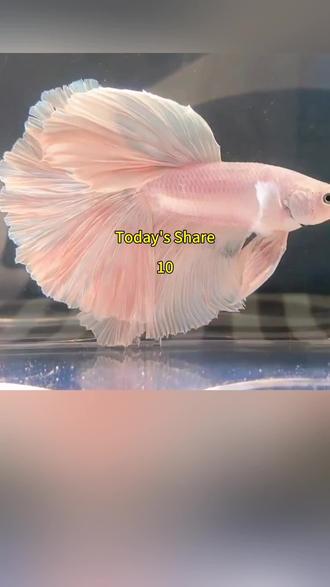 I eat no fish.