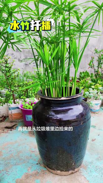 水竹俗称懒人植物,只要有水就行,室内外都可以养,鱼池鱼缸造景 #水竹#水竹 又叫#水竹盆栽#水竹扦插