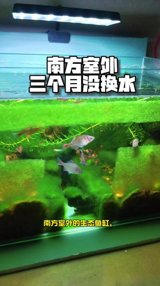 南方室外生态鱼缸三个月不换水会怎样#养鱼日记#无过滤不打氧生态鱼缸