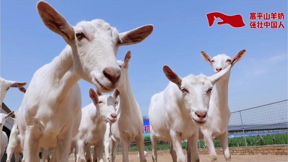 美羚羊牧业集团立足“中国羊乳之都”陕西富平,打造有机奶山羊养殖标杆,存栏超1万只,构建中央厨房+精细化管理全链条服务体系,以品种选育筑牢奶源品质根基。
有机养殖与规模:
集团建有有机生态牧场,地处北纬34°黄金奶源带,规划存栏奶山羊1万余只。自种紫花苜蓿、黑麦草等十余种高蛋白饲草,全程禁用农药、化肥;羊粪发酵制成有机肥反哺土壤,形成种养一体的生态循环链条。引进莎能、阿尔卑斯等全球良种,结合关中奶山羊优化繁育,构建良种基因库,提升产奶量与乳质 。
中央厨房与精细管理:
配套建成中央厨房,投资千万元引进全电脑智能配料系统,采用TMR全混合日粮技术,按奶山羊不同生长阶段精准配比饲料,保障营养均衡。日粮配备生产许可证与企业标准,标注营养分析保证值,实现源头可控。
精细化运营体系:
实行高床式羊舍、自动饮水、机械化挤奶等现代化设施管理,配套德国GEA自动挤奶系统,实现个体羊智能化计量与数据记录。组建专业技术团队,覆盖饲草加工、良种繁育、疫病防控、生鲜乳贮运全流程,建成自控牧场46个,筑牢全产业链奶源根基。#知识科普 #三农 #富平奶山羊养殖基地#奶山羊 #规模化牧场 #这是个真实的事情