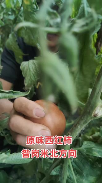 七裂又八瓣,好吃不好看😁😁😁
