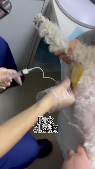 犬乳糜胸是指犬胸腔内积聚了乳糜液(富含脂肪的淋巴液)的一种疾病,以下从病因、症状、诊断、治疗等方面为你详细介绍:
病因
- 先天性因素:部分幼犬出生时胸导管发育异常,如胸导管闭锁、狭窄或瘘管形成,导致乳糜液回流受阻,积聚于胸腔。
- 后天性因素:胸导管受到外伤(如车祸、手术损伤等)、肿瘤压迫(如纵隔肿瘤、淋巴瘤等)、感染(如结核病、丝虫病等),或发生淋巴管扩张症等疾病,均可引起乳糜胸。
症状
- 呼吸困难:这是最常见的症状,表现为呼吸急促、费力,严重时甚至出现张口呼吸、喘息。
- 咳嗽:可能为干咳或带有少量痰液的咳嗽。
- 精神萎靡:病犬常表现出精神不振、嗜睡、活动量减少。
- 食欲不振:对食物缺乏兴趣,食量明显下降。
- 消瘦:由于长期营养流失,病犬会逐渐消瘦,体重减轻。
诊断
- 影像学检查:通过胸部X射线可发现胸腔内有积液,表现为胸腔密度增高、肋膈角变钝或消失。胸部CT能更清晰地显示胸腔内的情况,有助于判断积液的量、位置及是否存在其他病变。
- 胸腔穿刺及积液检查:通过胸腔穿刺抽取胸腔内的液体,进行外观、生化、细胞学等检查。乳糜液通常呈乳白色或淡黄色,含有大量脂肪颗粒,通过苏丹Ⅲ染色可确诊。
- 其他检查:还可进行血常规、生化检查、心电图等,以评估病犬的整体健康状况,排除其他疾病。
治疗
- 保守治疗:适用于症状较轻、积液量较少的病犬。主要包括限制脂肪摄入,给予低脂高蛋白的食物;适当使用利尿剂,促进液体排出;同时,加强营养支持,必要时进行输血或输血浆。
- 手术治疗:对于保守治疗无效、症状严重或由先天性因素引起的乳糜胸,可考虑手术治疗。手术方法主要有胸导管结扎术、胸腔引流术等。胸导管结扎术是通过手术将胸导管结扎,阻止乳糜液流入胸腔;胸腔引流术则是通过放置胸腔引流管,将胸腔内的积液引流出来,缓解症状。
- 原发病治疗:如果乳糜胸是由其他疾病引起的,如肿瘤、感染等,还需要针对原发病进行治疗,如手术切除肿瘤、抗感染治疗等。
预后
犬乳糜胸的预后与病因、病情严重程度及治疗效果等因素有关。部分病犬经过及时有效的治疗后,症状可得到缓解,甚至治愈;但也有一些病犬由于病情复杂,治疗效果不佳,可能会出现呼吸衰竭、心力衰竭等并发症,预后较差。#胸水#乳糜胸#犬喘