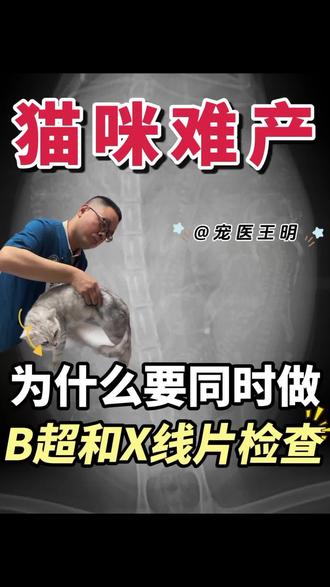 猫咪难产怎么办?#猫咪难产 #西安宠物医院 #猫生产 #宠物医生 #母猫生产