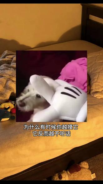 怎么抚摸小狗更有效?拉高触摸的门槛你好我好大家好 #热点 #小狗 #主人 #麻烦你以后回消息能不能麻溜点 #secondme