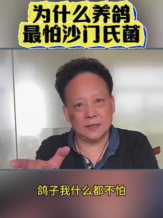 鸽子沙门氏菌的清理#信鸽鸽子 #赛鸽运动 #种鸽欣赏 #肉鸽养殖 #鸽子
