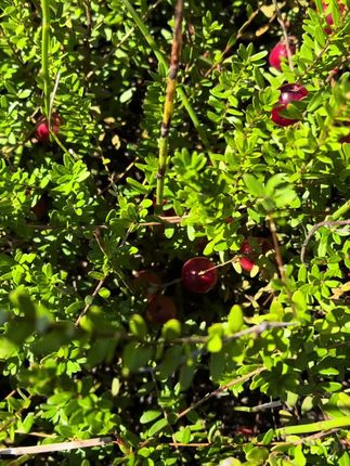 中国·抚远自产的4200亩蔓越莓鲜果正在采摘啦#黑龙江抚远#红海小镇