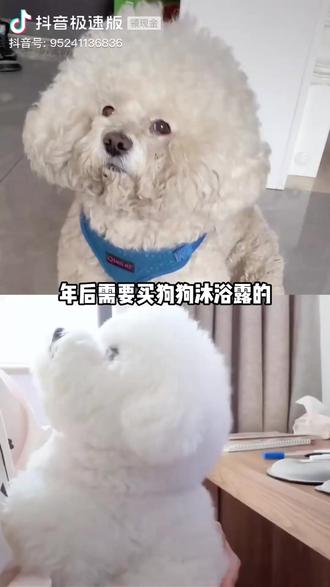 专为狗狗猫咪设计的沐浴露,主打温和清洁与持久留香 #宠物沐浴露 #洗澡打结 #洗澡留香 #猫狗通用 #宠物洗澡神器