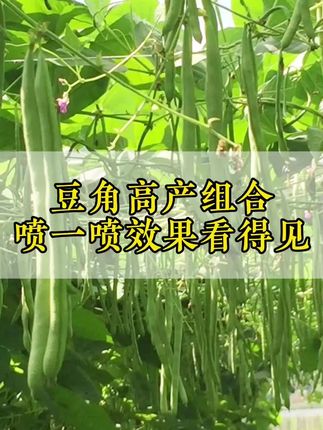 豆角高产组合喷一喷效果看得见#豆角高产套餐
