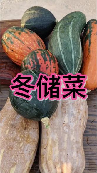 小时候的秋天,总被窝瓜的甜香裹着。院子里的窝瓜堆得像座小山,爸爸会弯腰挑出那些圆滚滚、沉甸甸的,说这是“面瓜”,蒸着吃最沙甜;剩下的就切成大块,倒进大锅里煮熟,热气腾腾地端去喂圈里的猪,连猪食都带着淡淡的瓜香。晚饭后,昏黄的煤油灯在厨房的窗台上亮起来。妈妈端出一盆刚抠出来的窝瓜子,带着湿漉漉的瓜瓤,我搬个小板凳坐在旁边搓洗。瓜子上的瓜瓤黏糊糊的,得一遍遍在水里揉、用手挤,盆里的水也从清澈变得浑浊。妈妈说:“这瓜子晒干了,冬天嗑着香,比买的还好吃。”妈妈把洗干净的瓜子捞出来,摊在竹簸箕里。妈妈存窝瓜、晒瓜子这些琐碎的事,为何她总乐此不疲?如今自己也变成了妈妈的模样才懂:那盏昏黄的小灯把妈妈的影子拉得很长,她的手指在水里来回搅动,连带着空气里都飘着窝瓜和时光的味道。那些藏在烟火里的记忆,不见得是什么大事情,这蒸窝瓜的热气,还有妈妈轻声的念叨,一点点攒成了心底最暖的底色。现在再存窝瓜,每一步都像是在复刻小时候的时光,仿佛这样做,就能离那些温暖的日子再近一点……#三农Vlog#记录日常生活#记录我的农村生活#记录真实生活#冬储菜(存窝瓜)