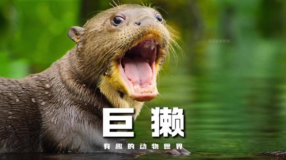 《巨獭》亚马逊的强悍猎手 #抖音精选#解锁精选云假期#动物世界#神奇动物在抖音#纪录片