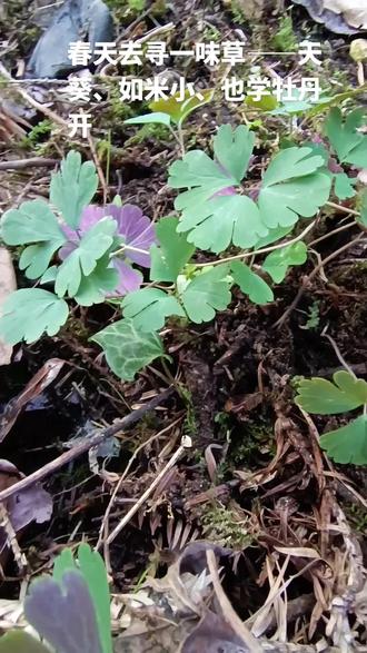 别名:紫背天葵、散血珠、夏无踪#识百草