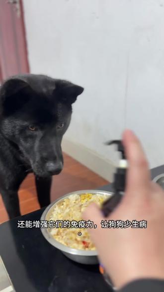 分享黑土从小吃的鱼油给大家,对毛色亮,抵抗力还是有很大帮助#生活服务热点中心 #萌宠出道计划 #狗狗健康成长 #狼版五黑犬 @@DOU+小助手 @@抖音作者助手