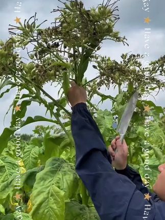 #烤烟#烟草 #增产增收才是硬道理 #烤烟种植技术与管理 #烤烟品种