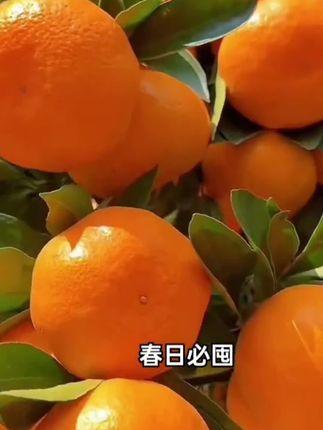 云南高山沃柑应季新鲜采摘,皮薄肉厚,一口下去满嘴爆汁,刷到的宝子赶紧囤#优质农产品 #新鲜采摘 #口感特别好 #抖音助农 #强烈推荐