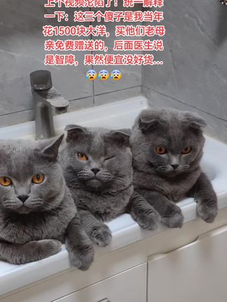 当年我就不应该图便宜…😀😀😀#猫咪#智障猫