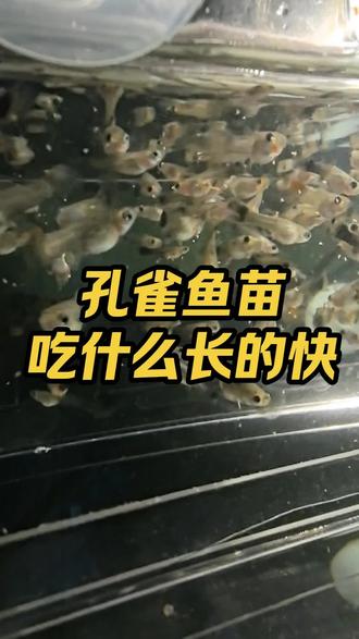 孔雀鱼苗吃什么 孔雀鱼苗吃什么长的快 孔雀鱼爱吃什么#孔雀鱼饲养方法 #孔雀鱼苗怎么养 #孔雀鱼苗 #记录每一帧的热爱