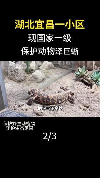 湖北宜昌一小区现国家一级保护动物泽巨蜥