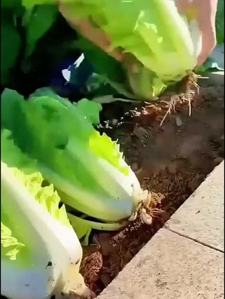【奶油快菜种子】小白菜奶油快菜种籽春秋冬花盆庭院种植快菜种子#奶油快菜 #蔬菜种子 #白菜种子#快菜 #小白菜种植