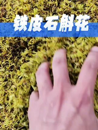 中秋好物50克铁皮石斛花干花瓶装铁皮石斛干条石斛花泡茶滋补营养#铁皮 #石斛 #滋补 #营养 #推荐 @DOU+好生意 @DOU+小助手