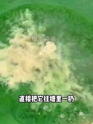 蓝藻爆发就扔蓝藻净安全不刺激不上鱼虾蟹#蓝藻#蓝藻净#鱼虾蟹养殖#蓝藻怎么处理