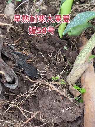 早熟大果耐寒爱媛58号柑橘 适合露天种植的早熟大果新品种柑橘爱媛58号,果实8两左右,果肉细嫩,纯甜多汁,糖度15,抗病性强,不容易生病,耐寒抗霜冻,特别丰产的好品种,易种植易管理!3年杯苗来年挂果多多,现挖现发! #家庭农场 #柑橘种植 #爱媛58号