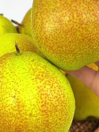 山西运城丹霞红香梨 新鲜酥脆大果品质甘甜爽口口感味美细腻汁水#新鲜采摘 #应季水果 #脆甜多汁 #快来一起尝个鲜