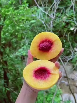 #株洲炎陵黄桃,桃醉天下