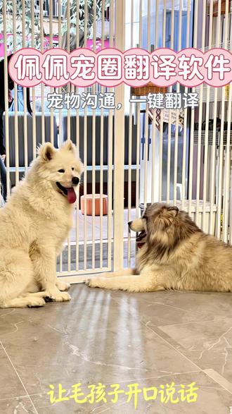 佩佩宠圈翻译软件让毛孩子开口说话 #佩佩宠圈 #宠物语言翻译器 #猫狗宠物语言翻译器 #宠物语言翻译器免费 #宠物社区