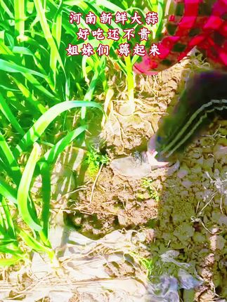 #鲜蒜 老乡们,家长的大蒜成熟了,我在产品为家乡代言 #农村生活 #三农流量扶持计划 #助农扶贫 10斤蒜,4斤糖,4斤醋,一包盐,#腌制糖蒜的方法